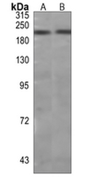 Laminin gamma 1 Rabbit Monoclonal Antibody