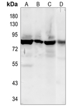 FURIN Rabbit Monoclonal Antibody