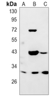 Annexin A4 Rabbit Monoclonal Antibody