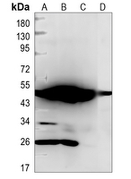 CHRM2 Rabbit Monoclonal Antibody