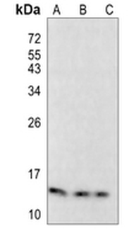 ANP Rabbit Monoclonal Antibody