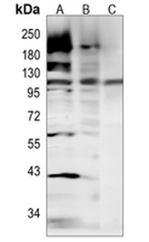 SEC24D Rabbit Monoclonal Antibody