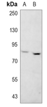 SEC6 Rabbit Monoclonal Antibody