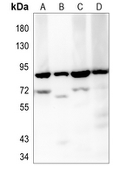 KDM1A Rabbit Monoclonal Antibody