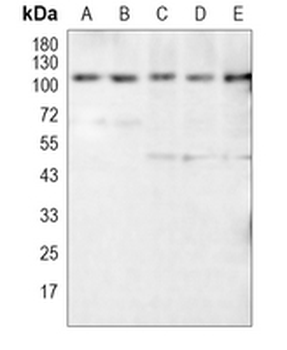 GAB1 Rabbit Monoclonal Antibody