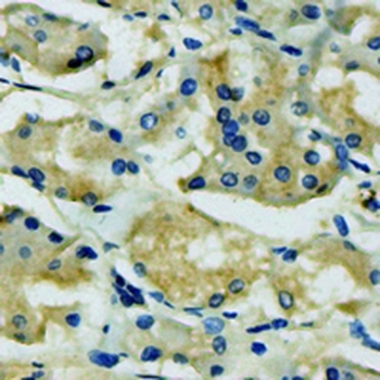 PEX7 Rabbit Monoclonal Antibody