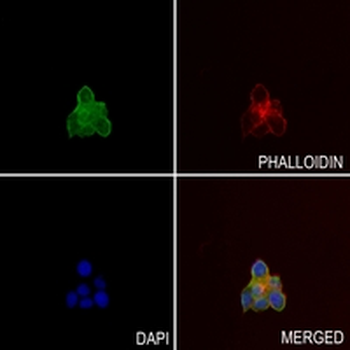 PEX7 Rabbit Monoclonal Antibody