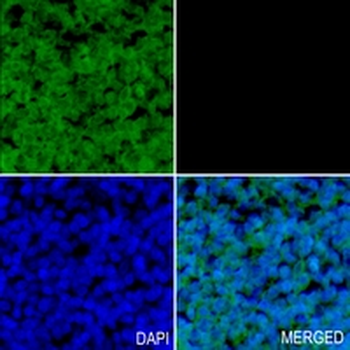 PEX7 Rabbit Monoclonal Antibody