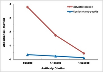 Histone H3 (Lactyl-K18) Rabbit Monoclonal Antibody
