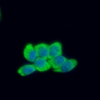 HA-tag Rabbit Monoclonal Antibody