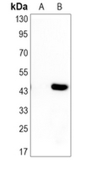 HA-tag Rabbit Monoclonal Antibody