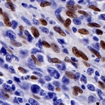 PU.1 Rabbit Monoclonal Antibody