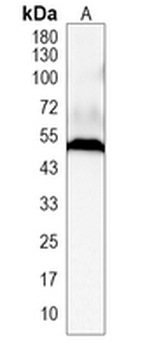 PAX8 Rabbit Monoclonal Antibody