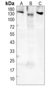 CD325 Rabbit Monoclonal Antibody