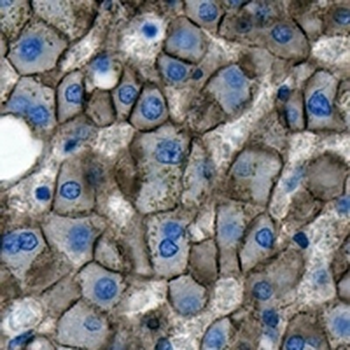 CD325 Rabbit Monoclonal Antibody
