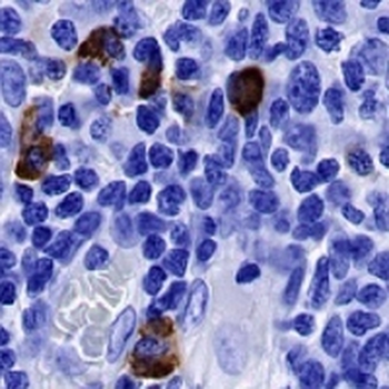 J-chain Rabbit Monoclonal Antibody