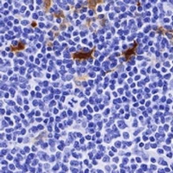 IDO1 Rabbit Monoclonal Antibody
