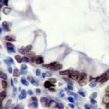 Cdc4 Rabbit Monoclonal Antibody