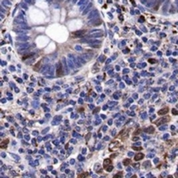 CDK2 Rabbit Monoclonal Antibody