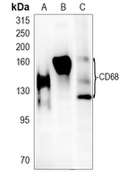 CD68 Rabbit Monoclonal Antibody
