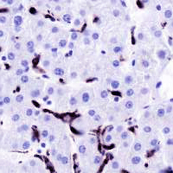 CD68 Rabbit Monoclonal Antibody