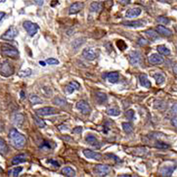 CD47 Rabbit Monoclonal Antibody