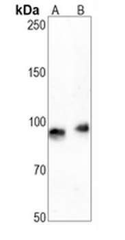 CD44 Rabbit Monoclonal Antibody