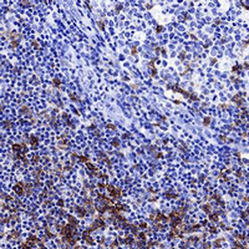 CD278 Rabbit Monoclonal Antibody