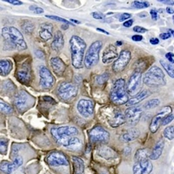 CD15 Rabbit Monoclonal Antibody