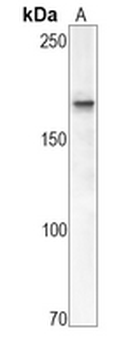 CD11b Rabbit Monoclonal Antibody