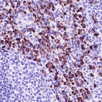 CD11b Rabbit Monoclonal Antibody