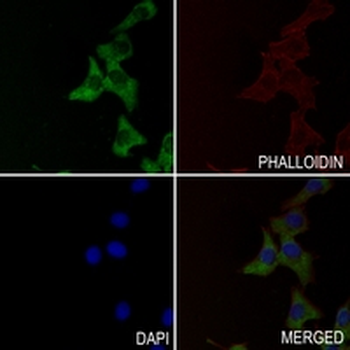 CD11b Rabbit Monoclonal Antibody