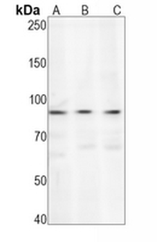 Caldesmon Rabbit Monoclonal Antibody