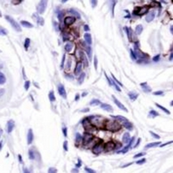 BAX Rabbit Monoclonal Antibody