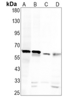 Keratin 6 Rabbit Monoclonal Antibody