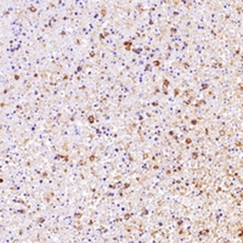 Beta-actin Rabbit Monoclonal Antibody