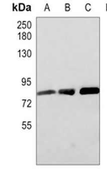 CD10 Rabbit Monoclonal Antibody