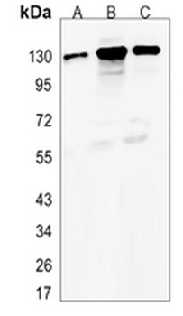 MCM2 Rabbit Monoclonal Antibody