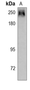 CD45 Rabbit Monoclonal Antibody