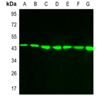 Goat Anti-Mouse IgG (H&L) Antibody (AcalephFluor790)