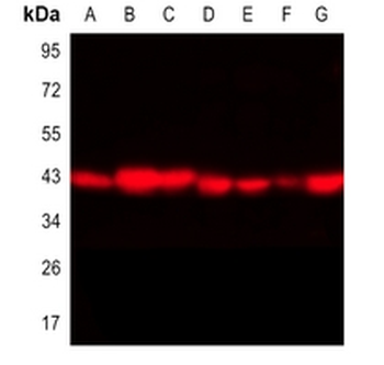 Goat Anti-Mouse IgG (H&L) Antibody (AcalephFluor680)