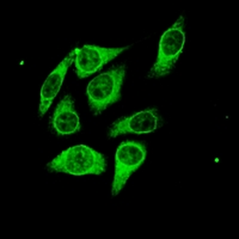 Goat Anti-Mouse IgG (H&L) Antibody (AcalephFluor488)