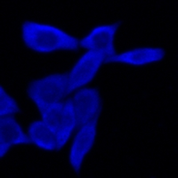 Goat Anti-Mouse IgG (H&L) Antibody (AcalephFluor405)