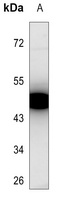 PKA C gamma Antibody