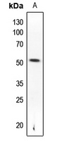 PTEN (Phospho-S370) Antibody