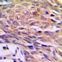 p23 Antibody