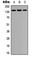 PTPD1 Antibody