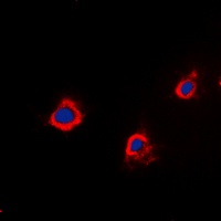 PTTG1IP antibody