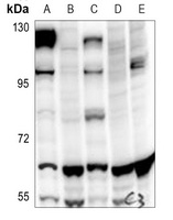 Paxillin Antibody