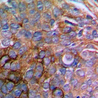 Anti-Paxillin Antibody
